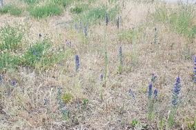Wildblumenwiese