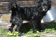 Schwarzer Hund schaut rüber.