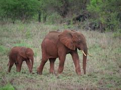 Elefanten in der Wildnis