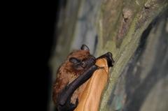 Nyctalus noctula – Großer Abendsegler aus der Familie der Glattnasen 