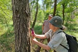 Waldschäden-Expertin Dr. Kati Hielscher und Stadtförster Thomas Meier wollen sehen, welche Schädlinge sind hinter der Rinde verbergen.