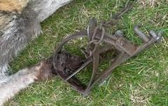 Fuchs durch ein sogenanntes Tellereisen schwer verletzt