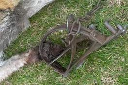 Fuchs durch ein sogenanntes Tellereisen schwer verletzt
