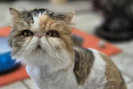 braun-weiße Perserkatze.