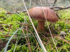 Marone auf der wiese