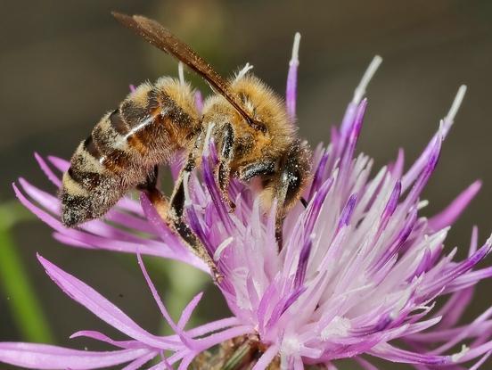 westliche Honigbiene Apis mellifera auf Wiesen