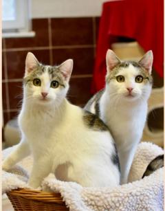 Hänsel und Gretel sind zwei weiß-grau-getigerte Katzen.