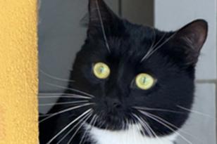 schwarz-weißer Kater schaut um die Ecke.