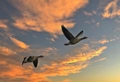 Wildgänse die fliegen