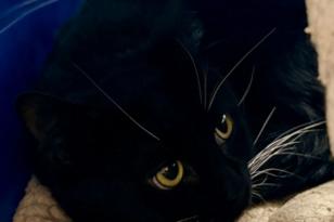 schwarzer Kater schaut neugierig.