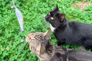 Eine schwarze Katze und eine getigerte spielen mit einem Spielzeug-Fisch.