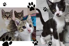 Drei kleine getigerte Katzen und eine Schwarz-weiß gefleckte Katze