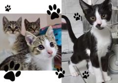 Drei kleine getigerte Katzen und eine Schwarz-weiß gefleckte Katze