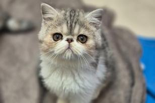 eine Perserkatze sitzt auf einer Decke