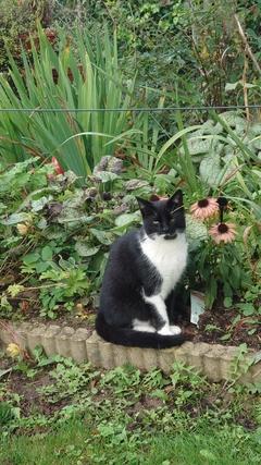 schwarz-weiße Katze sitzt vor einem Teich.