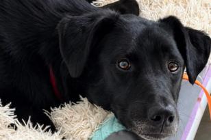 schwarzer Hund kuschelt mit Kissen.