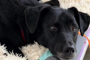 schwarzer Hund kuschelt mit Kissen.