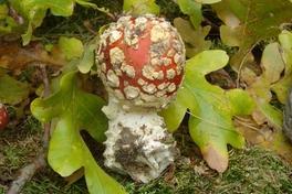 Familienwaldtag im Krugpark 