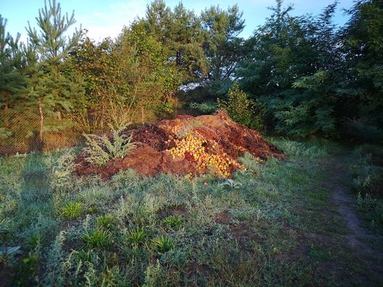 Selbständig eingerichteter Komposthaufen und gleichzeitig illegale Entsorgung von Bioabfall im OT Plaue(Bild © Untere Jagdbehörde Stadt Brandenburg an der Havel)