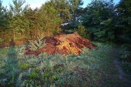 Fallobst und der reichlich gedeckte Tisch