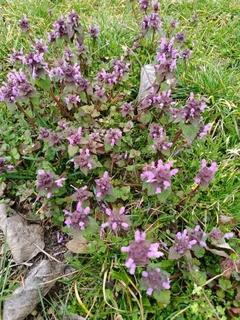 Die Taubnessel (Lamium purpureum)