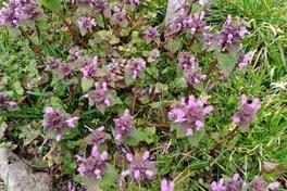 Die Taubnessel (Lamium purpureum)