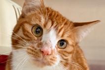 rot-weiß getigerte Katze schaut nach oben