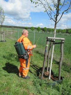 Blausiebbehandlung einer Linde in Schmerzke.