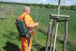 Blausiebbehandlung einer Linde in Schmerzke.