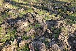 Wildtierschäden auf dem Hauptfriedhof Sophienstraße