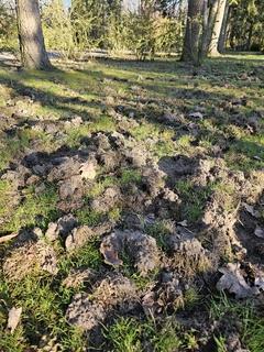 Wildtierschäden auf dem Hauptfriedhof Sophienstraße