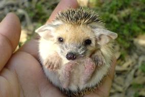 Für das erhöhte Igel-Aufkommen im Krugpark stehen nun ausreichend Behausungen parat.