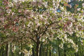 blühender Baum