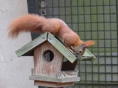 Eichhörnchen auf dem Futterhaus