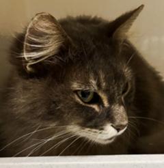 grau-weiß getigerte Katze.