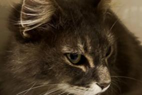 grau-weiß getigerte Katze.