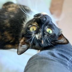 weiß-schwarze Katze liegt auf dem Rücken.