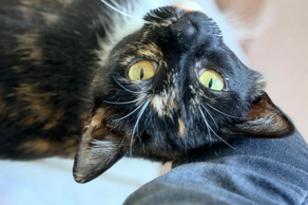 weiß-schwarze Katze liegt auf dem Rücken.