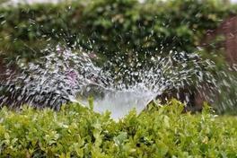 Wasserstrahl spritzt über eine Hecke. Bild: AxxLC/Pixabay