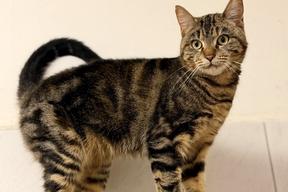 stehende getigerte Katze