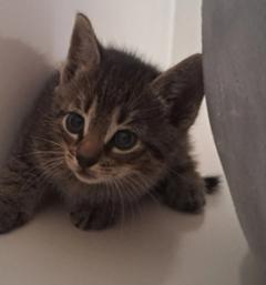 grau getigerte Babykatze.