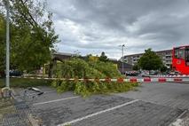 Straßensperrung wegen umgestürzter Bäume