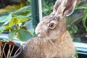 Osterhase