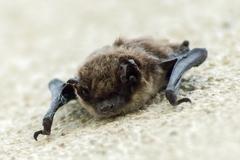 Foto einer Fledermaus