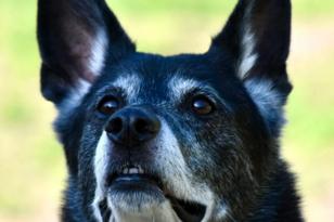 grau-weißer Hund Fox schaut nach oben.