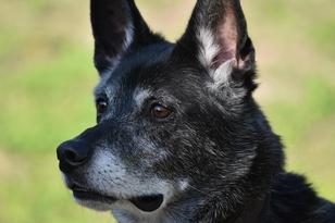 Fox schaut zur Seite.