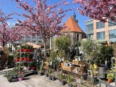 Am letzten April-Wochenende wird der Neustädtische Markt wieder zum Garten-Markt.