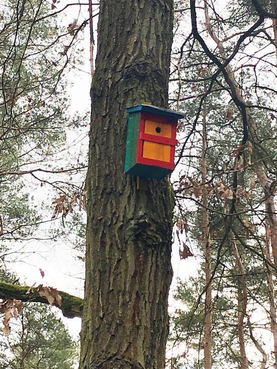 Die Nistkästen bieten Vögeln einen Nistplatz und bringen zugleich etwas Farbe in den Wald