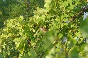 Vogel im Baum