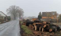 Einige Bäume an der B1 in Wust sind schon gefallen.